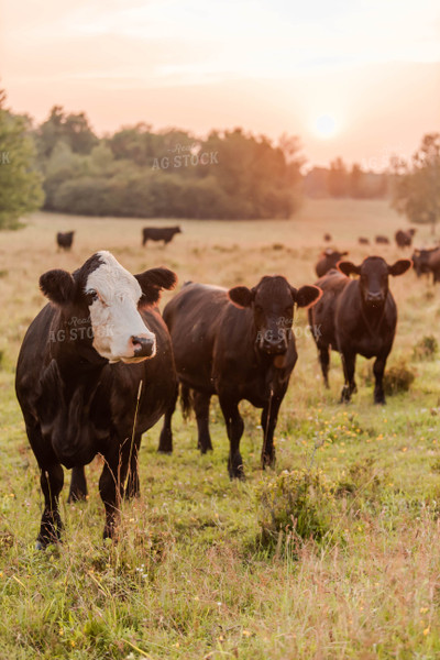 Cattle in Pasture 96016