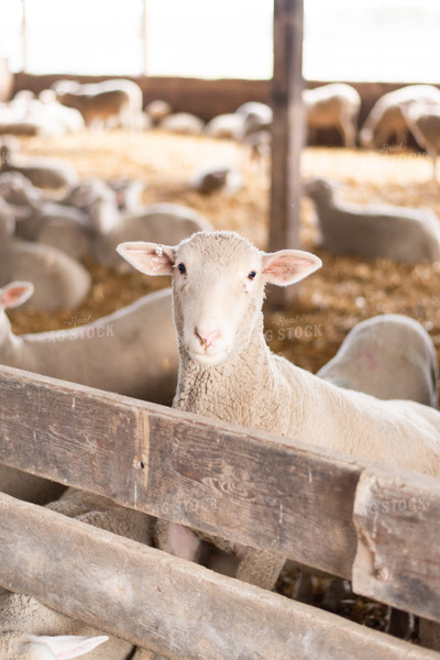 Sheep in Barn 96032