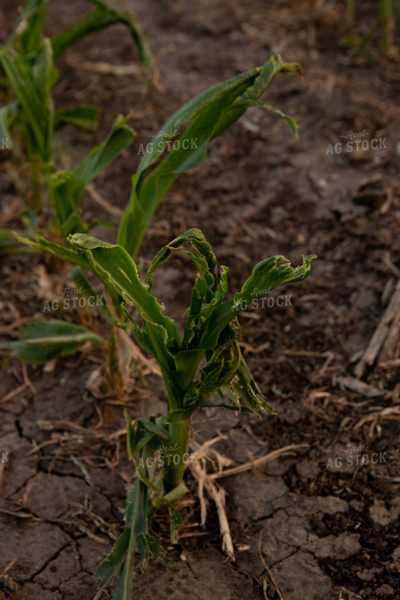 Hail Damaged Corn With Wet Soil 67258