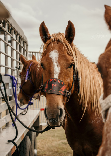 Horses Next to Livestock Trailer 98001