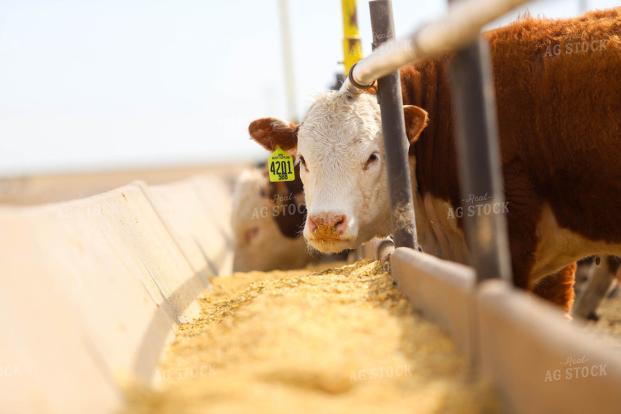 Cattle Eating Out of Trough 99012