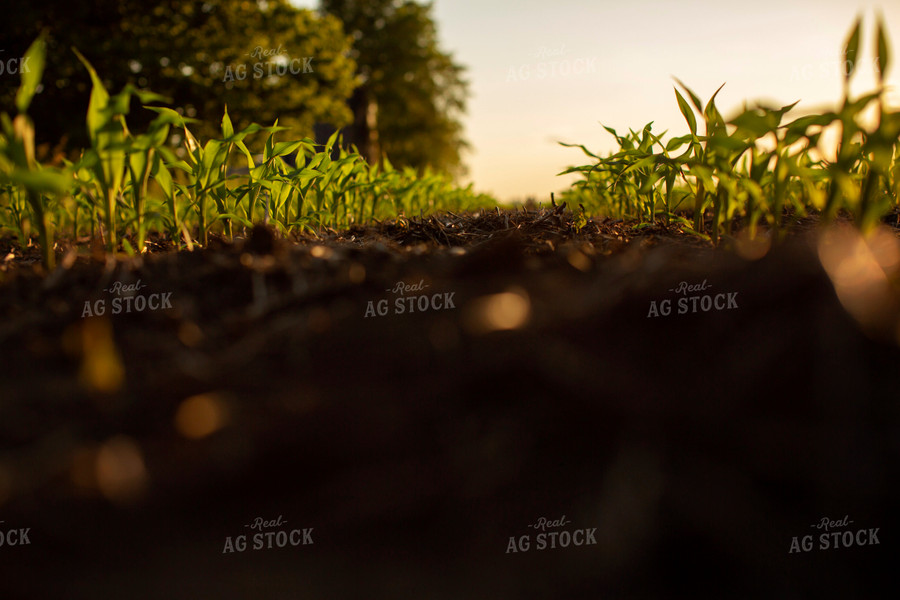 Early Growth Corn 6322