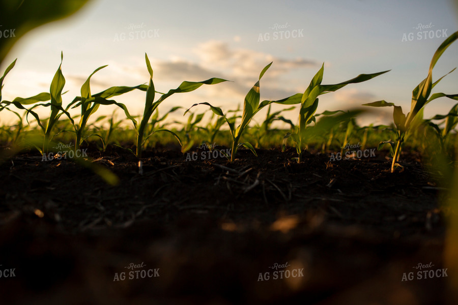 Early Growth Corn 6327