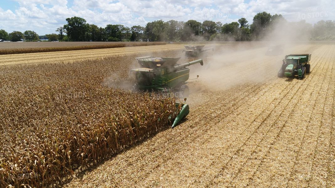 Corn Harvest 80030