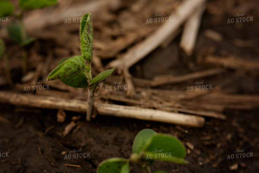 Early Growth Soybean Plant 6353