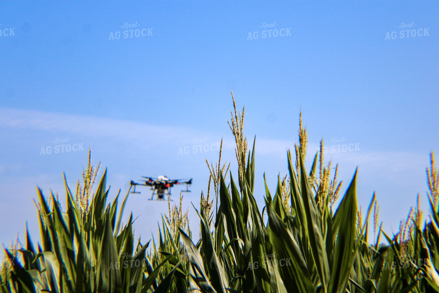 Drone Spraying Corn Field 101007
