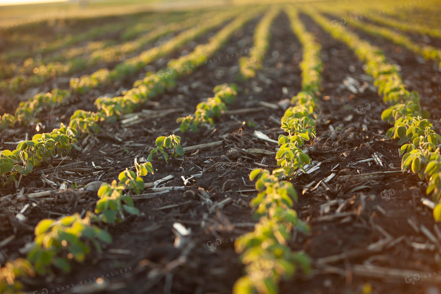 Soybeans - Mid-Season 1513