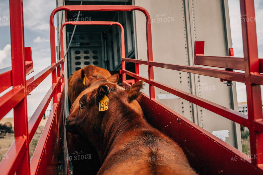 Angus Cattle in Chute 97042