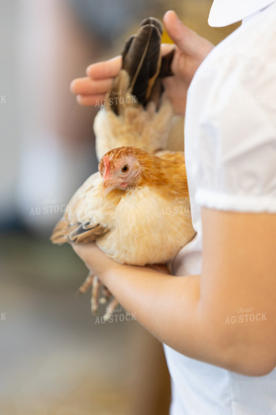 Judging Chickens at Fair 52501