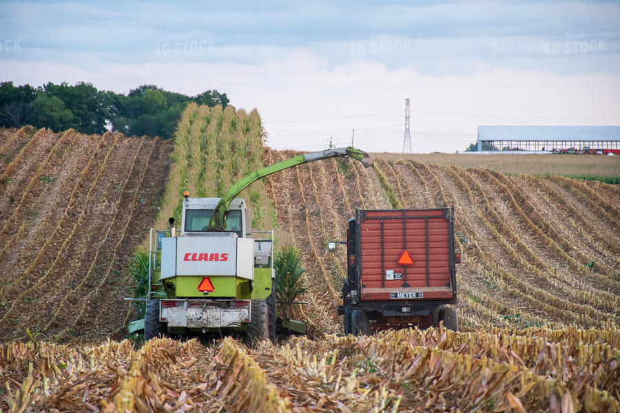 Silage Harvest 50246