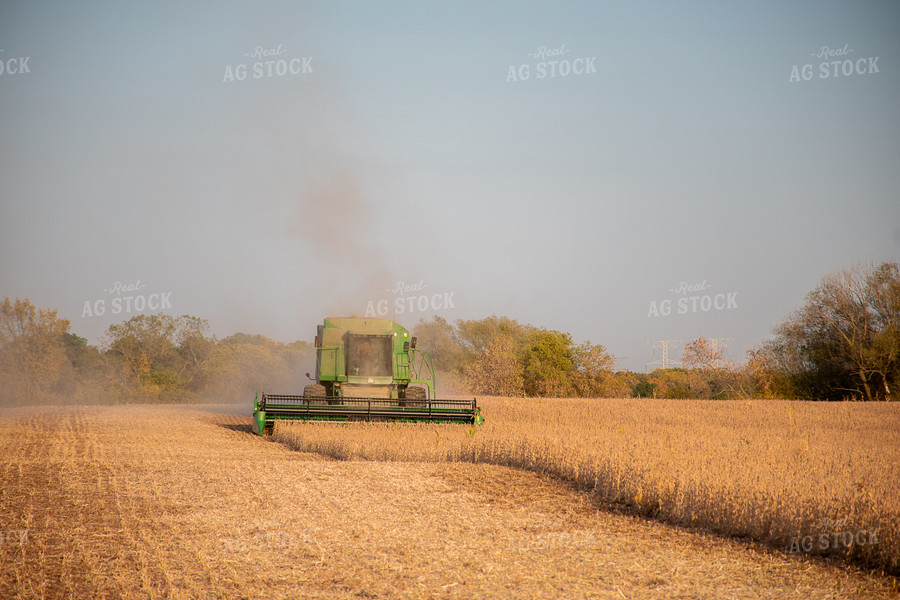 Soybean Harvest 50291