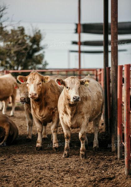 Cattle in Farmyard 98020