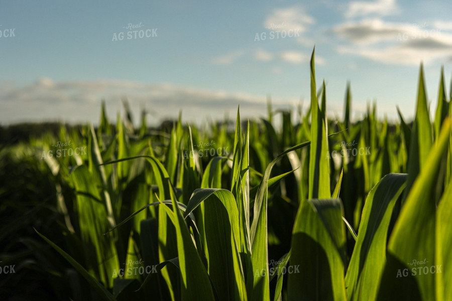 Corn Leaves 104000