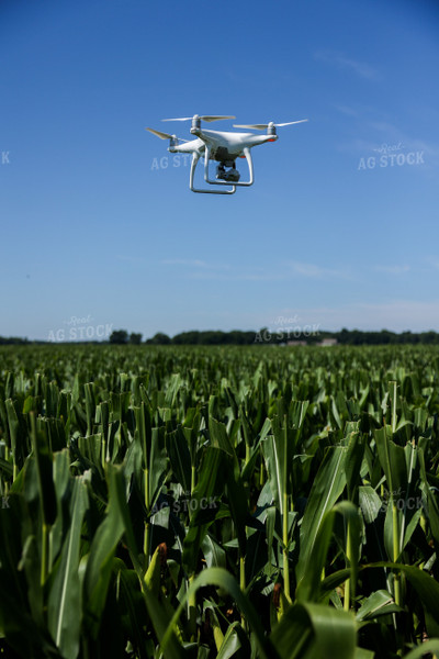 Drone Above Corn 104005
