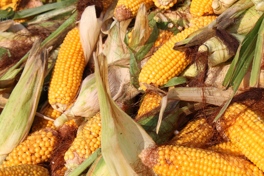 Ears of Corn 104010