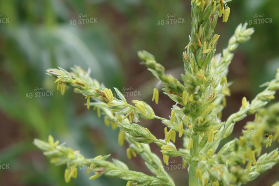 Up Close Corn Tassel 104011