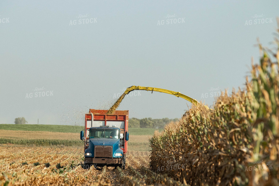 Silage Harvest 72105