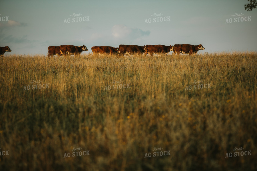 Hereford Cattle in Pasture 6402