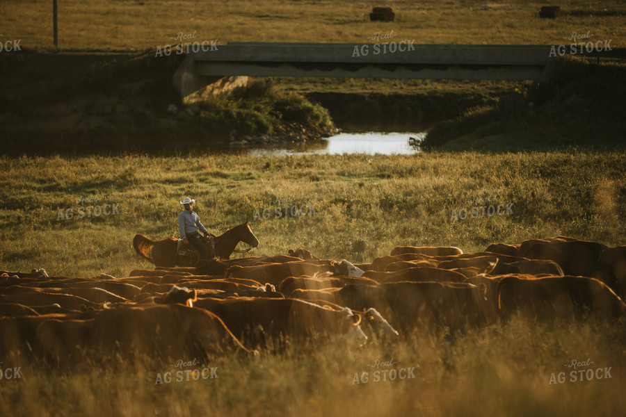 Rancher and Cattle in Pasture 6409