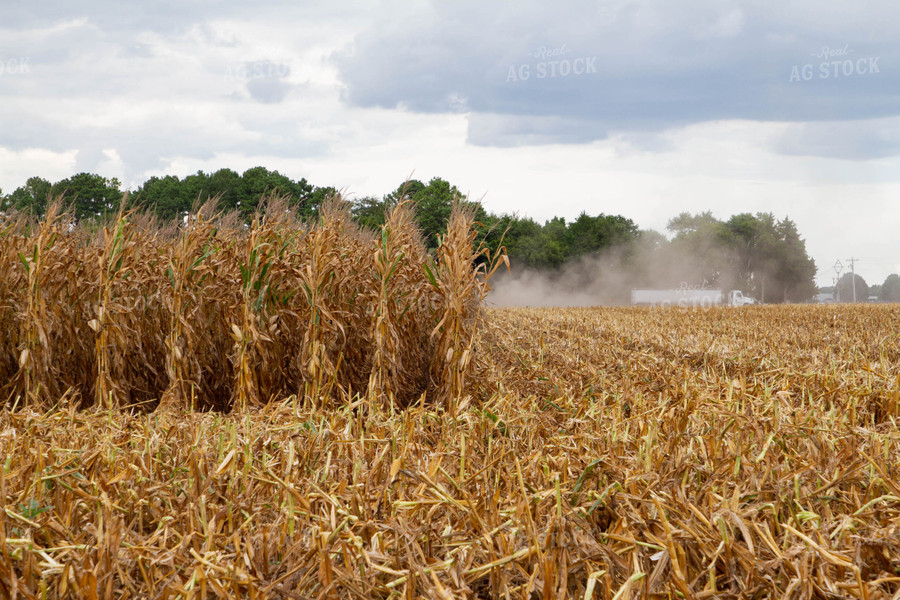 Corn Harvest 79126