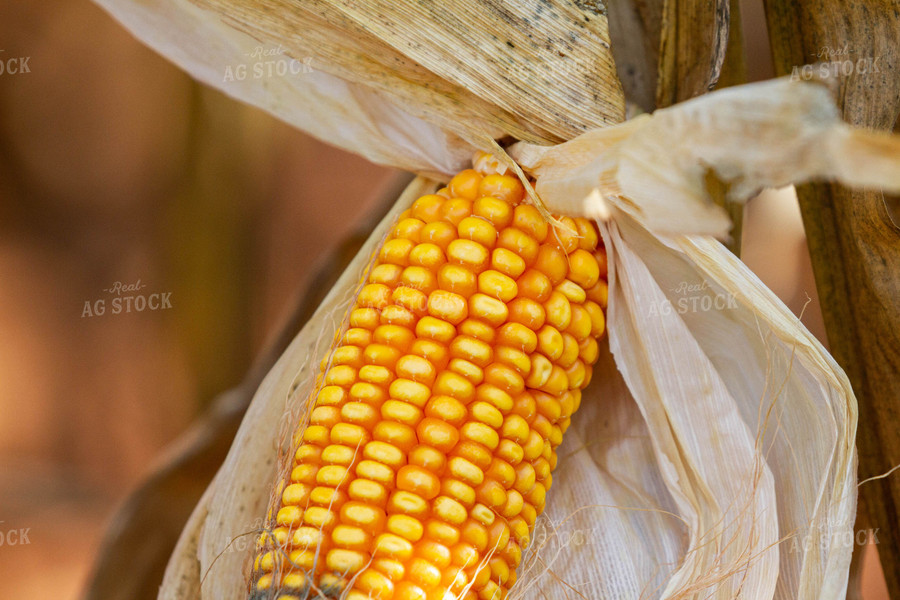 Ear of Corn on Stalk 79128