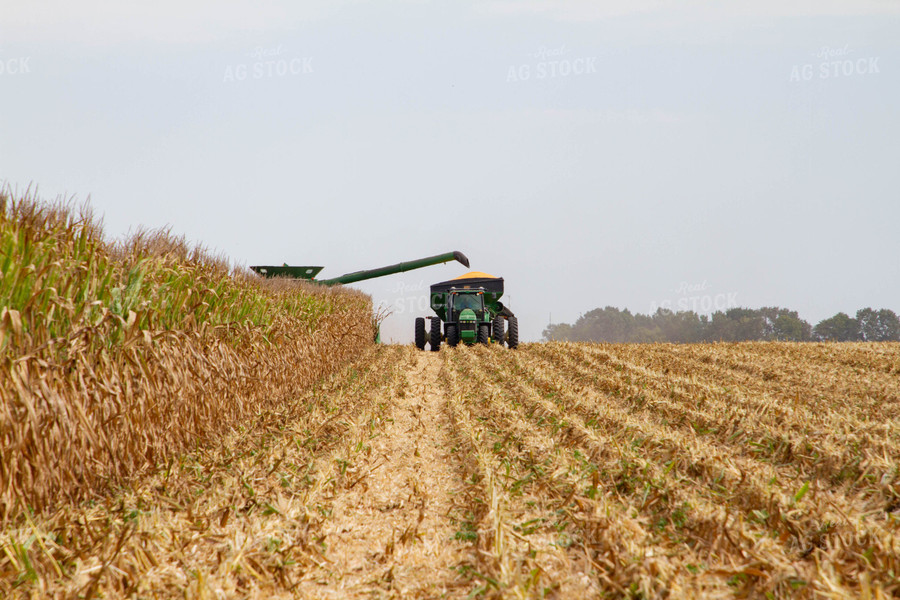 Corn Harvest 79136