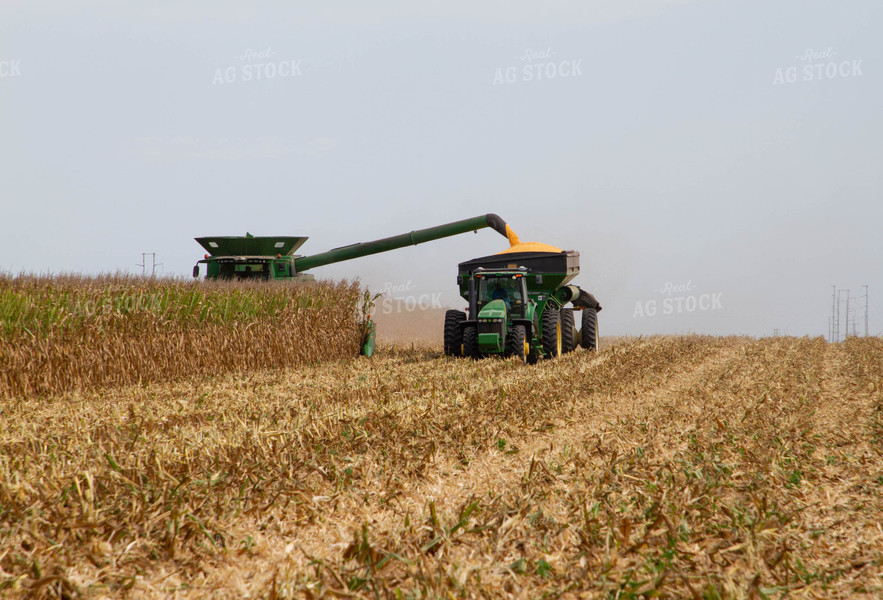 Corn Harvest 79137