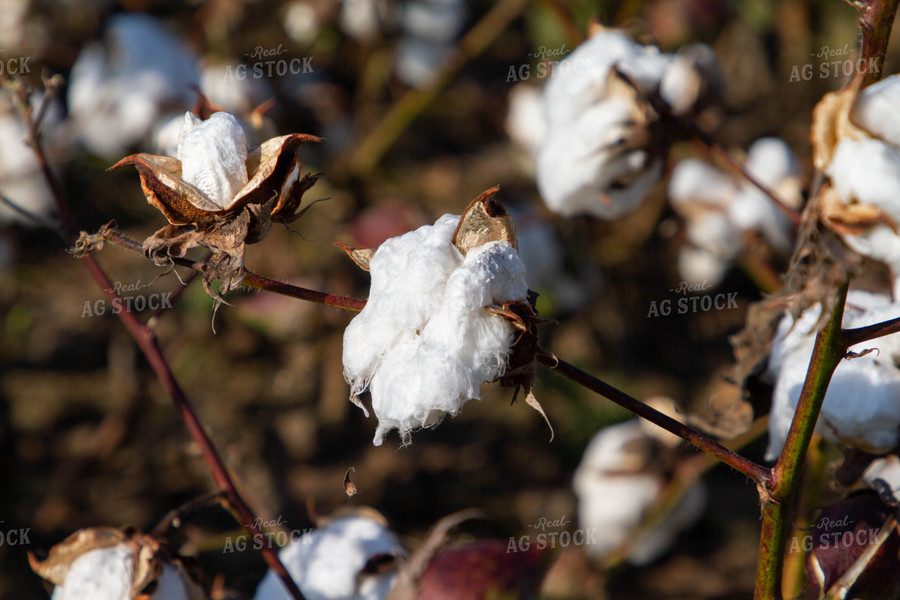 Cotton Plant 79141