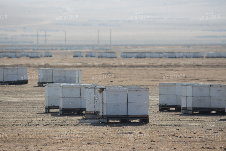 Boxes of Honeybees 105006