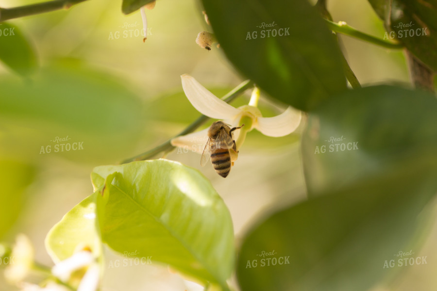 Honeybee on Plant 105007