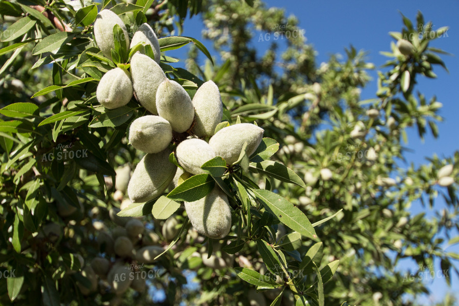 Almond Tree 105022