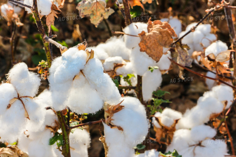 Cotton Plant 105041