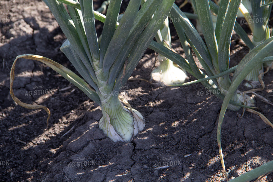 Onion Plant 105061