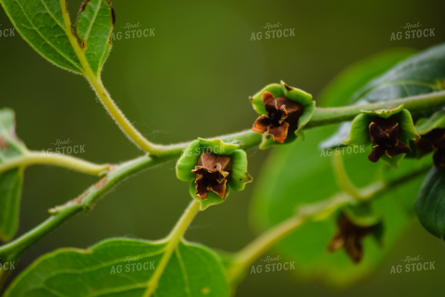 Persimmon Buds 106004