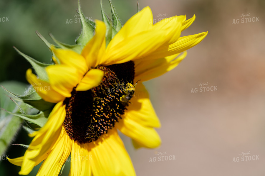 Head of a Sunflower 107015