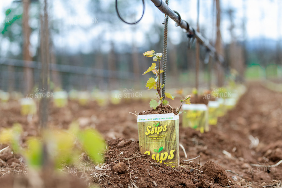 Vineyard Grape Production 107022