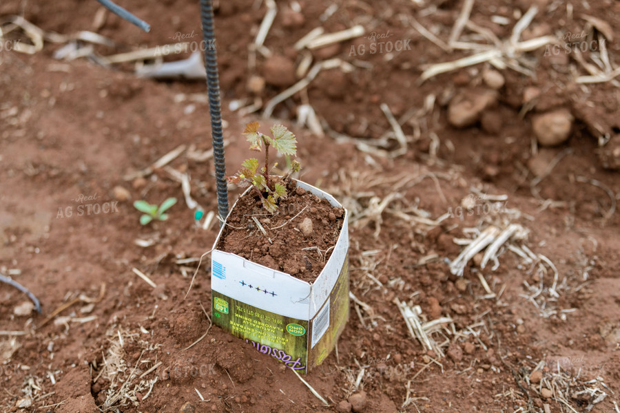 Vineyard Grape Production 107024