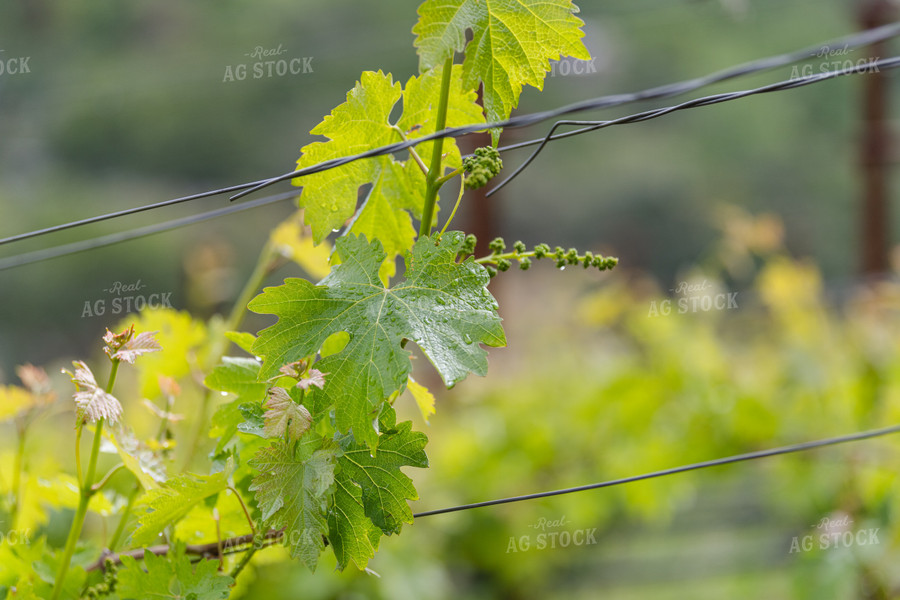 Vineyard Grape Production 107054
