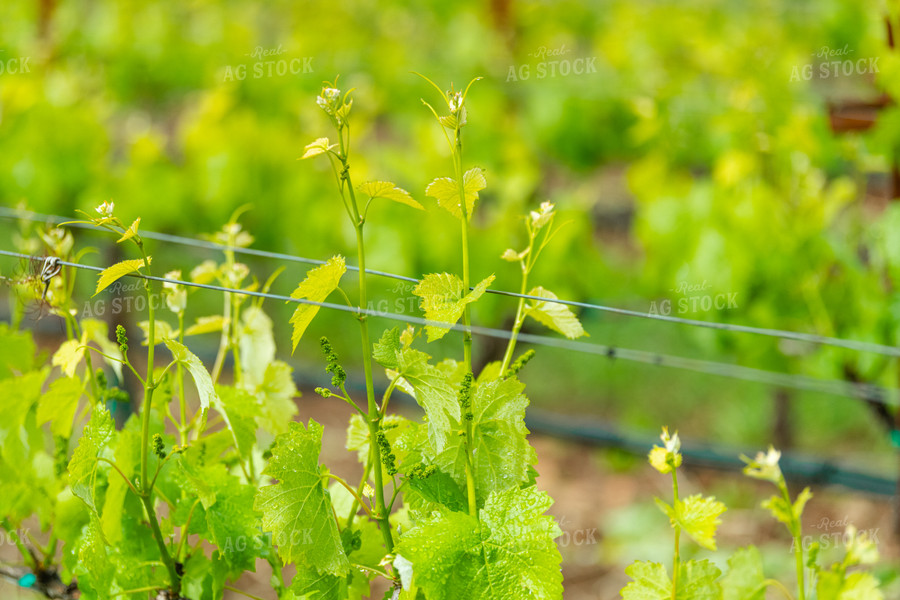 Vineyard Grape Production 107056