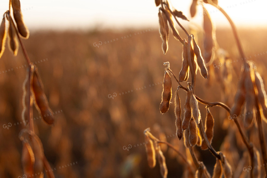 Soybeans - Dry 1589