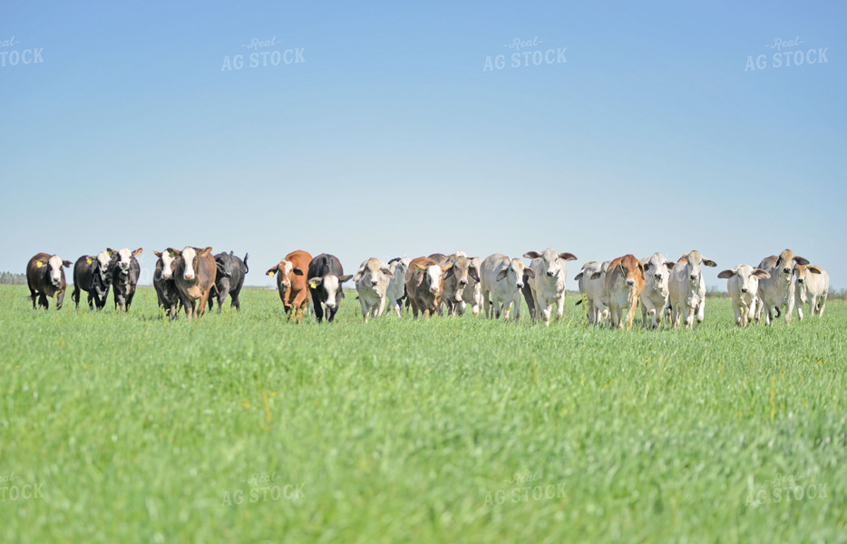 Brahman Cattle in Pasture 110032