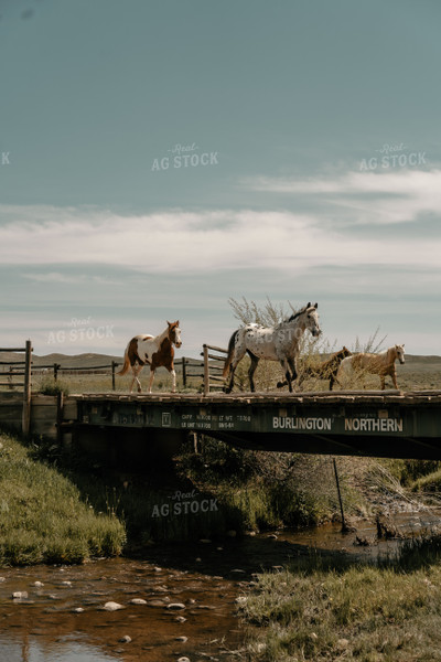 Horses Crossing Bridge 58204