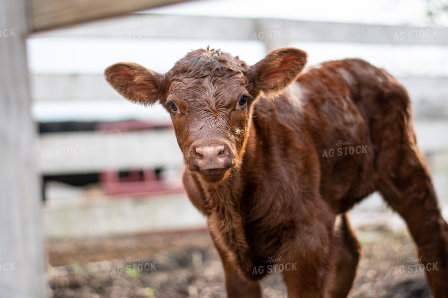 Red Angus Calf 50307