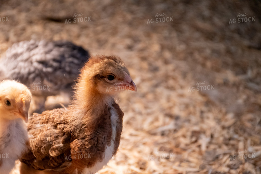 Chickens in Farmyard 50315