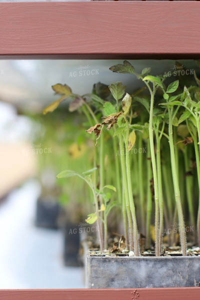 Tomato Plants 109006