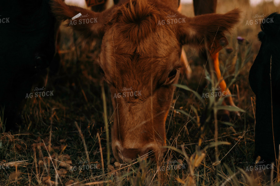 Cow Grazing 108001