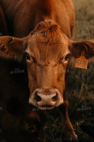 Red Angus Cow 108002
