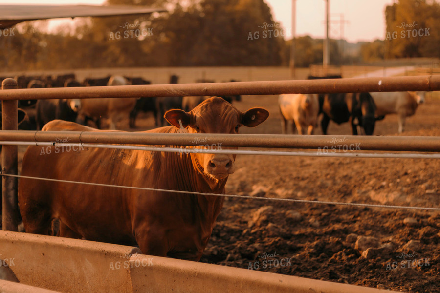 Cattle in Farmyard 108016