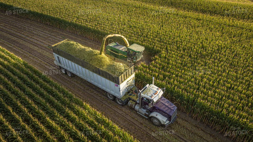 Silage Harvest 56544