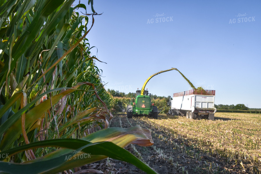 Silage Harvest 56549